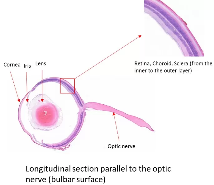 Figure 4: H&E staining of an eyeball tissue plane